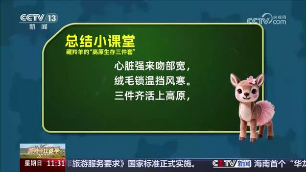 “藏小羚”开讲啦 藏羚羊有哪些高原生存密码？