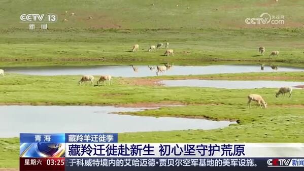 【藏羚羊迁徙季】藏羚迁徙赴新生 初心坚守护荒原