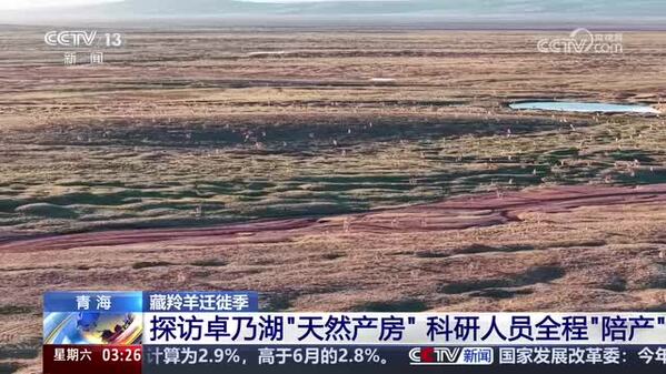 【藏羚羊迁徙季】探访卓乃湖“天然产房” 科研人员全程“陪产”