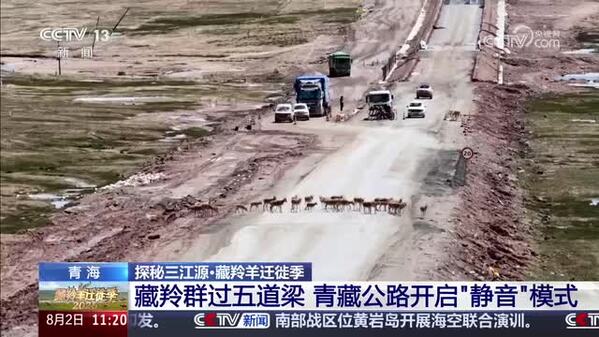 【探秘三江源·藏羚羊迁徙季】藏羚群过五道梁 青藏公路开启“静音”模式