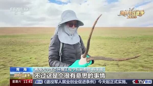 【探秘三江源·藏羚羊迁徙季】藏羚羊迁徙产崽原因仍是未解之谜