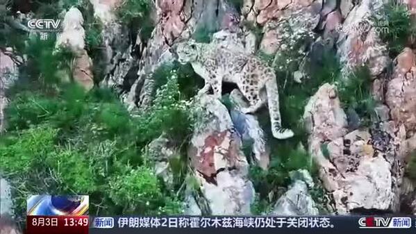 青海门源：牧民放牧发现雪豹踪迹