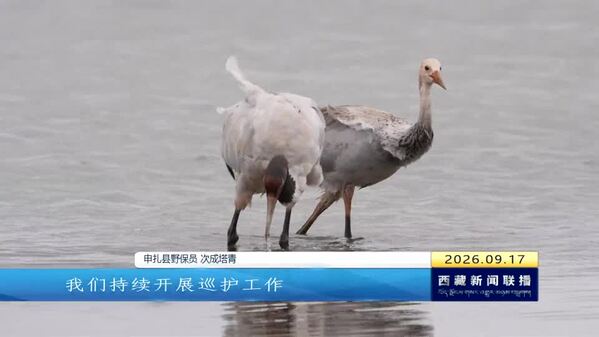 申扎县：守护高原精灵 幼鹤羽翼渐丰