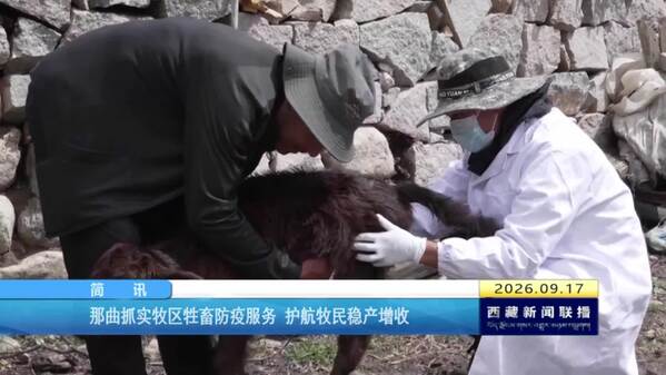 那曲抓实牧区牲畜防疫服务 护航牧民稳产增收