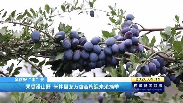 果香漫山野 米林里龙万亩西梅迎来采摘季