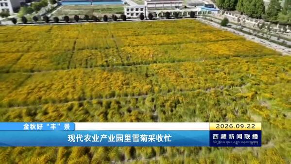 【金秋好“丰”景 】现代农业产业园里雪菊采收忙