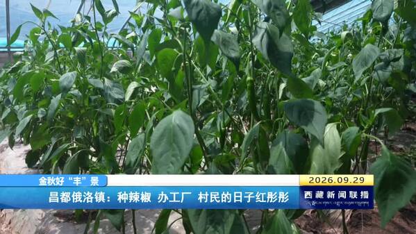 【金秋好“丰”景】昌都俄洛镇：种辣椒 办工厂 村民的日子红彤彤