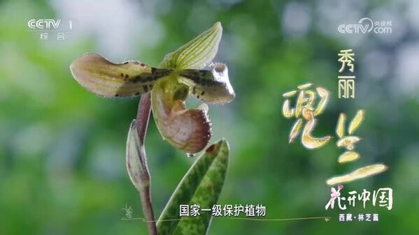 《花开中国》西藏·林芝篇