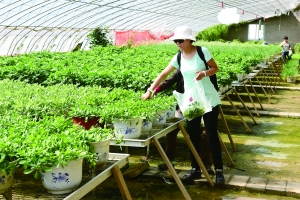 京郊盆栽菜 摆进百姓家