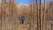 Afforestation achieves success in Shigatse City