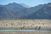 Winter in Tibet: dance with cranes