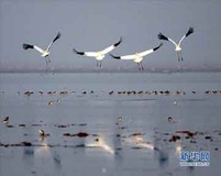 China Focus: China mulls first amendment to wildlife law in 26 years