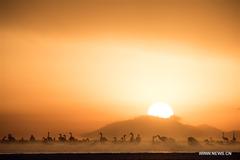 Swans swim in Qinghai Lake