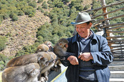 Tobgye with his friends -Tibetan macaque