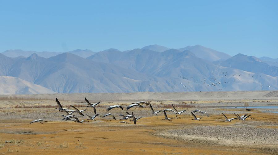 A group of black-necked cranes walk along a bank of the Yarlung Zangbo River in Tibet autonomous region, Nov 22, 2015. Tibet has made great efforts in recent years to protect habitats for local species. As living conditions of the black-necked crane have significantly improved, a good number fly to the river valley area of Tibet to spend the winter. The black-necked crane, which is peculiar to the plateau area and is also an endangered species, is under the first grade of state protection.[Photo/Xinhua]