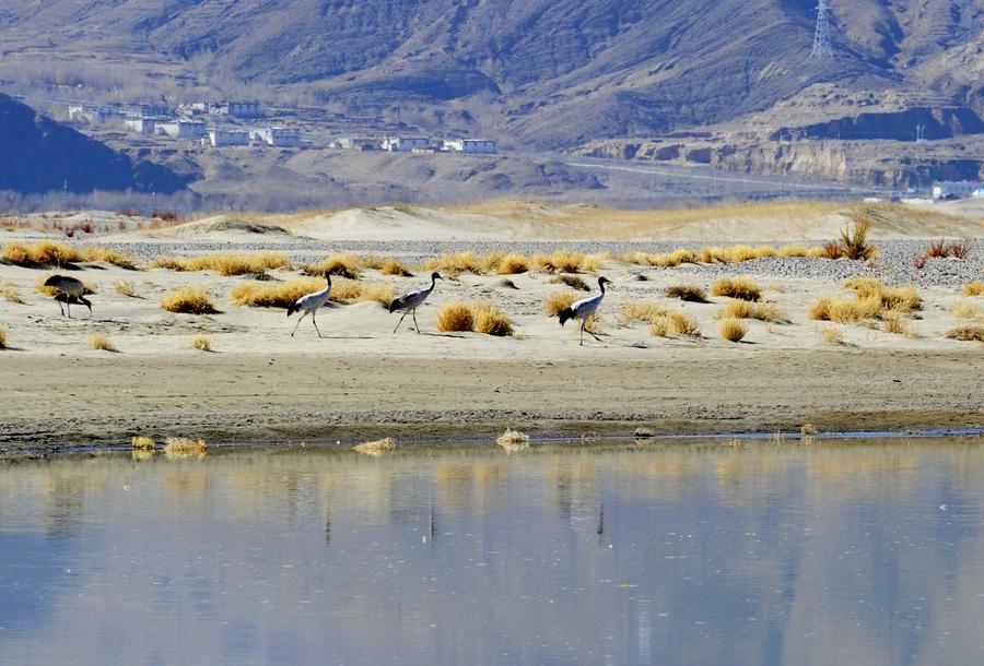 A group of black-necked cranes walk along a bank of the Yarlung Zangbo River in Tibet autonomous region, Nov 22, 2015. Tibet has made great efforts in recent years to protect habitats for local species. As living conditions of the black-necked crane have significantly improved, a good number fly to the river valley area of Tibet to spend the winter. The black-necked crane, which is peculiar to the plateau area and is also an endangered species, is under the first grade of state protection.[Photo/Xinhua]