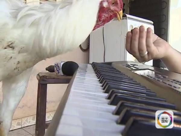 巴西一只公鸡一夜成名:会用电子琴演奏儿歌