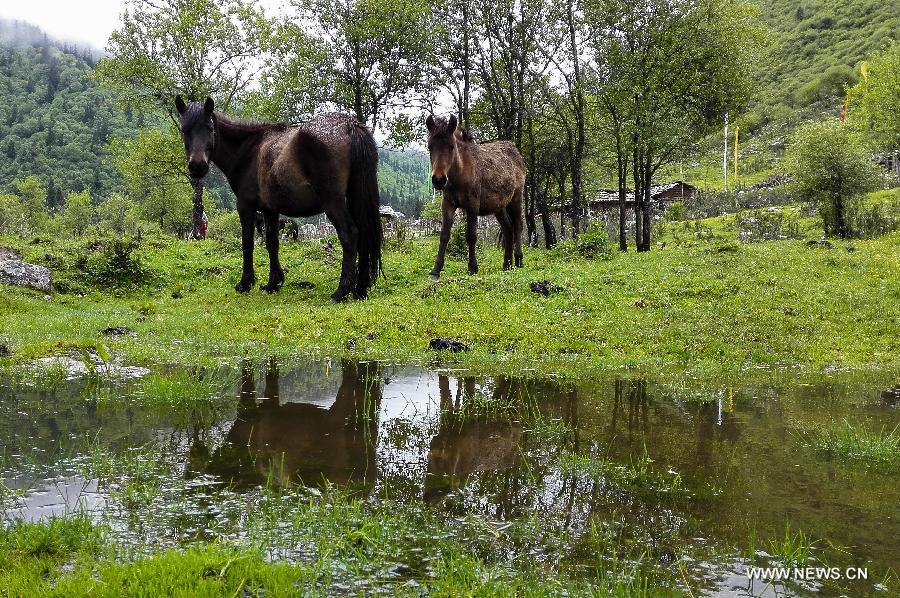  The Dagu glacier scenic spot is the newest tourist spot after the Jiuzhaigou Scenic Area, Huanglong Scenic Area and the Wolong National Nature Reserve in Aba.