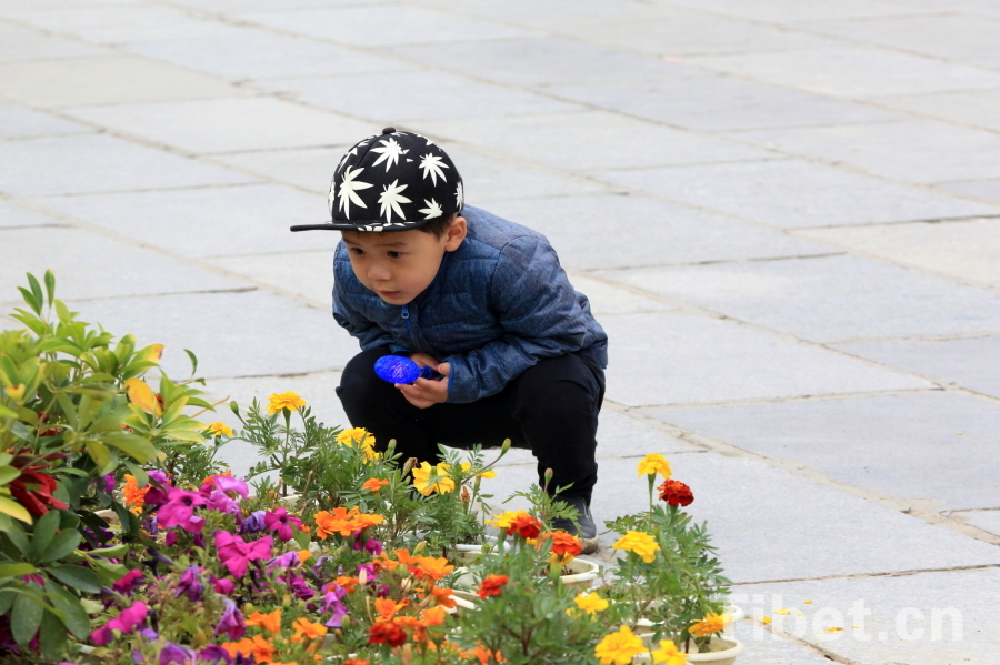 Photo shows a child gazing at beautiful flowers of the Jokhang Temple Square. [Photo/ China Tibet Online]