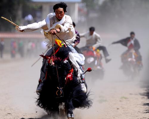 Local farmers and herdsmen take part in the yak racing game during the Shoton Festival, Aug 11.