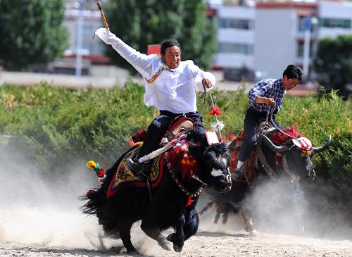 Two Tibetans join in the yak racing contest during the Shoton Festival, Aug 11.