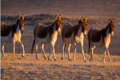 Big population of Tibetan donkeys and Tibetan goas discovered at Qilian Mountain