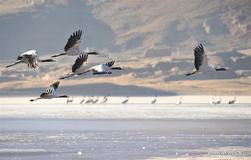 Tibet temporary home to black-necked cranes