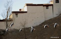 Migratory birds flock to Lhasa to winter