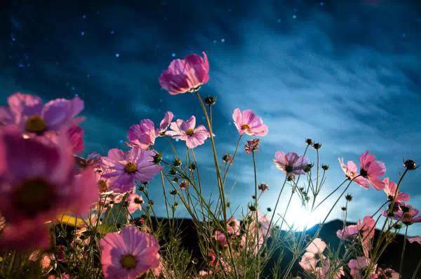 Kelsang flower on the plateau