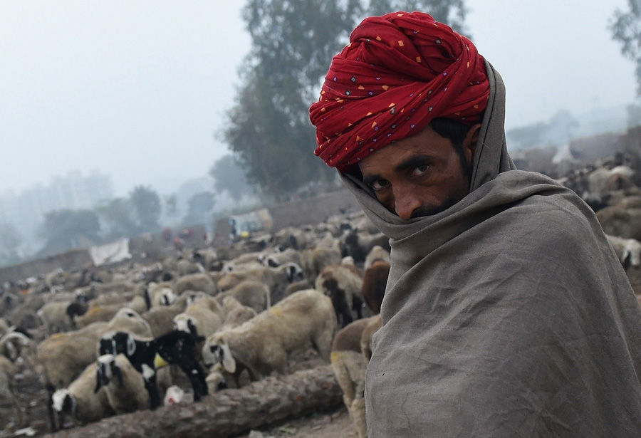 Nomadic shepherd from Rajasthan herd their sheep at a camp on the outskirts of New Delhi on January 20, 2016. These shepherds still cling on to pastoral nomadic life, trekking long distances in search of pasture for their sheep. [Photo/CFP]