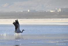 Black-necked cranes seen along Yarlung Zangbo River