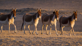 Big population of Tibetan donkeys and goas discovered at Qilian Mountain