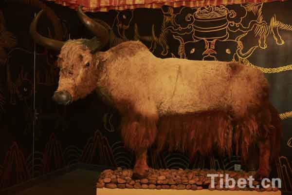 Yaks on plateau have been domesticated 7,300 years ago