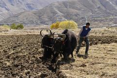 Tibet saw grain and vegetable harvests in 2015