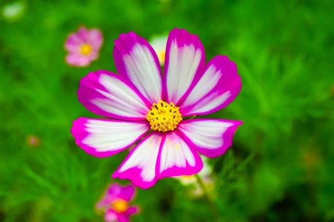 The blossoming miracles on top of the snowy plateau