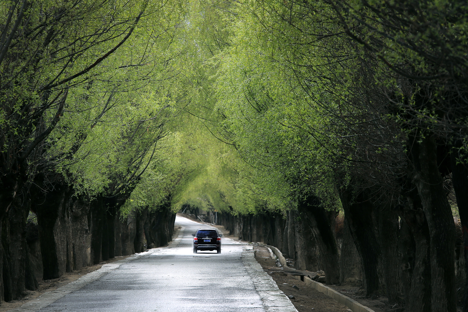 Tibet’s Nyingchi persists with afforestation resulting in restored biodiversity