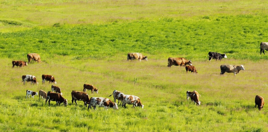 Qinghai promotes new livestock model 