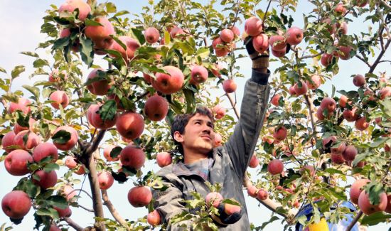  Xinjiang, the the origin of apples: Chinese documentary 