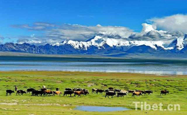 High-tech monitoring system for Tibet's grassland