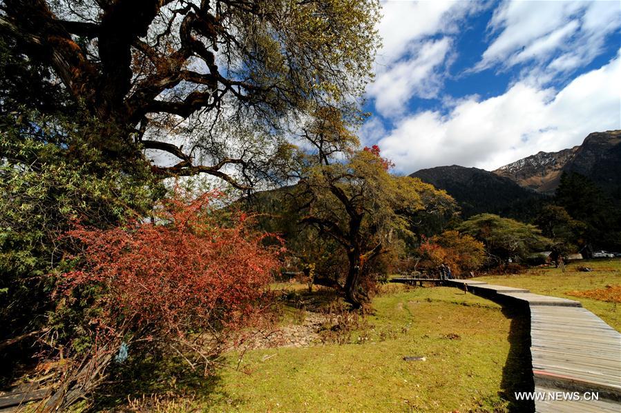 Autumn scenery of Nanyigou scenic area in Tibet