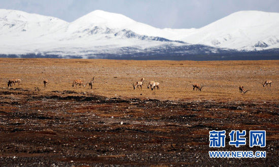 China's Hol Xil natural reserve reviewed for world heritage application