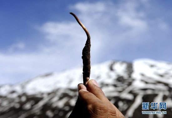  'Internet +  cordyceps' in Tibet