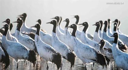 Tibet turns temporary home to black-necked cranes