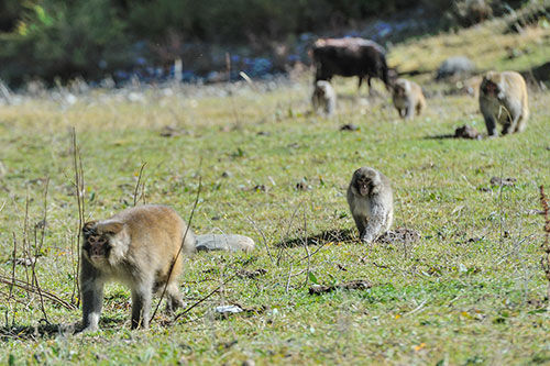 Mt. Emei solicits image designs for Tibetan macaques