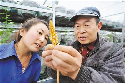 西藏波密县大力发展天麻产业_社会经济