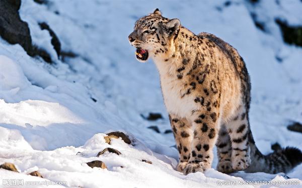 Feature: Photographer pulls focuses on snow leopard
