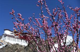 Lhasa embraces spring