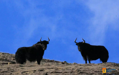 Adorable animals at Qinghai Lake