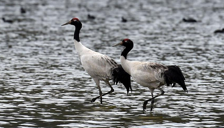 More black-necked cranes attracted to Napa Lake Nature Reserve