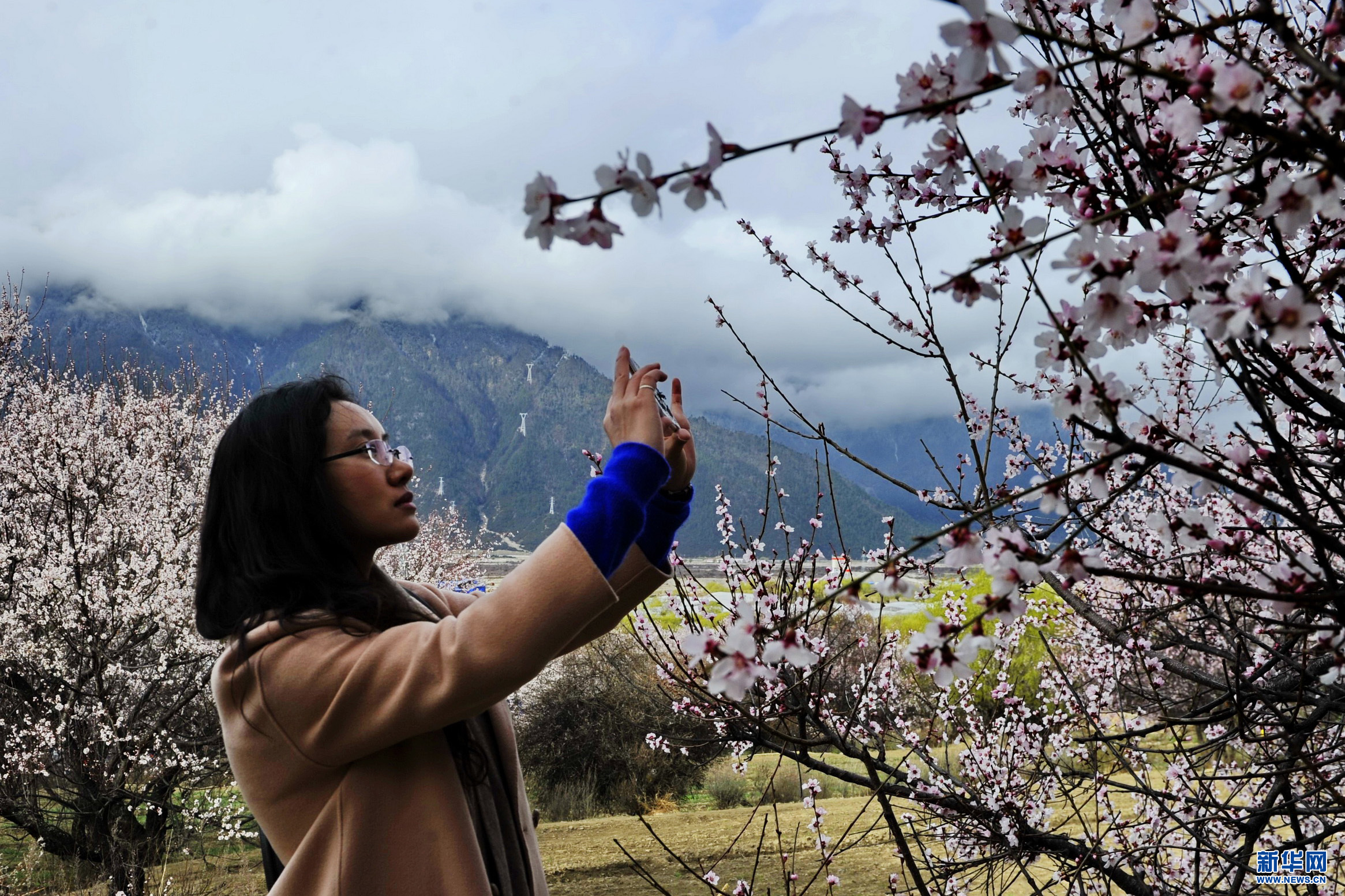 Peach blossoms bring beauty to Nyingchi